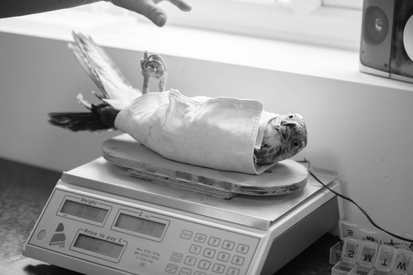 Comment soulager l'arthrose chez le chien : focus sur le cbd et les approches naturelles